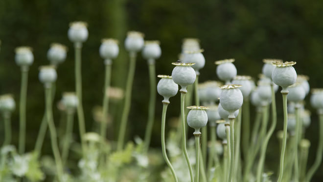 إدمان الأفيون