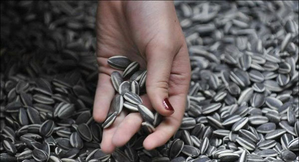 ادمان اللب السوري