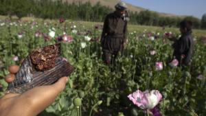 نبات الخشخاش