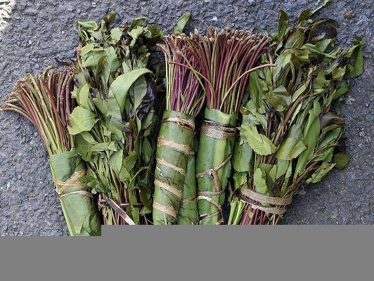 القات – مكوناته وطرق تعاطيه وأضراره