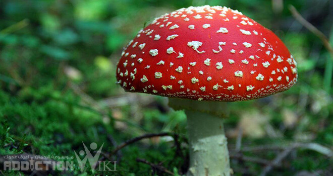 الفطر المخدر (السحري) – أكثر من 10 حقائق هامة حول الفطر قد تذهلك